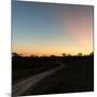 Awesome South Africa Collection Square - Road in the African Savannah at Sunset-Philippe Hugonnard-Mounted Photographic Print