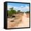 Awesome South Africa Collection Square - Road in the African Savannah-Philippe Hugonnard-Framed Stretched Canvas