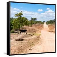 Awesome South Africa Collection Square - Road in the African Savannah-Philippe Hugonnard-Framed Stretched Canvas