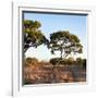 Awesome South Africa Collection Square - Safari Road at Sunrise-Philippe Hugonnard-Framed Photographic Print