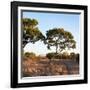 Awesome South Africa Collection Square - Safari Road at Sunrise-Philippe Hugonnard-Framed Photographic Print