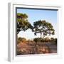 Awesome South Africa Collection Square - Safari Road at Sunrise-Philippe Hugonnard-Framed Photographic Print