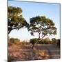 Awesome South Africa Collection Square - Safari Road at Sunrise-Philippe Hugonnard-Mounted Photographic Print