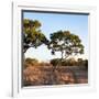 Awesome South Africa Collection Square - Safari Road at Sunrise-Philippe Hugonnard-Framed Photographic Print