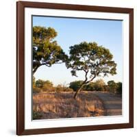 Awesome South Africa Collection Square - Safari Road at Sunrise-Philippe Hugonnard-Framed Photographic Print