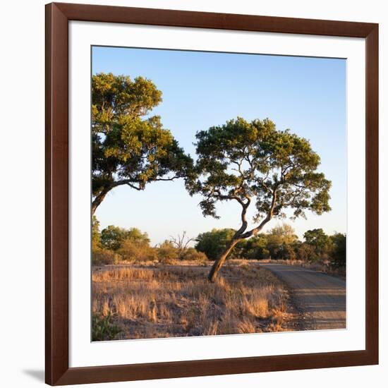 Awesome South Africa Collection Square - Safari Road at Sunrise-Philippe Hugonnard-Framed Photographic Print