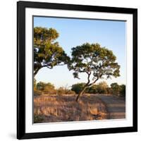 Awesome South Africa Collection Square - Safari Road at Sunrise-Philippe Hugonnard-Framed Photographic Print