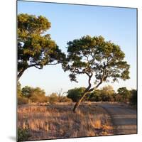 Awesome South Africa Collection Square - Safari Road at Sunrise-Philippe Hugonnard-Mounted Photographic Print