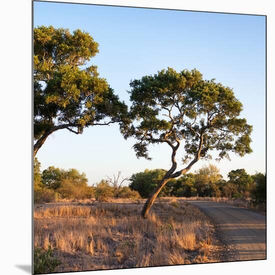 Awesome South Africa Collection Square - Safari Road at Sunrise-Philippe Hugonnard-Mounted Photographic Print