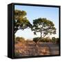 Awesome South Africa Collection Square - Safari Road at Sunrise-Philippe Hugonnard-Framed Stretched Canvas