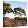 Awesome South Africa Collection Square - Safari Road at Sunrise-Philippe Hugonnard-Stretched Canvas