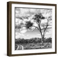 Awesome South Africa Collection Square - Safari Road B&W-Philippe Hugonnard-Framed Photographic Print