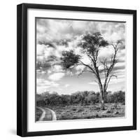 Awesome South Africa Collection Square - Safari Road B&W-Philippe Hugonnard-Framed Photographic Print