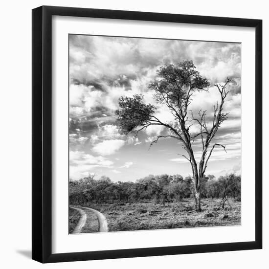 Awesome South Africa Collection Square - Safari Road B&W-Philippe Hugonnard-Framed Photographic Print