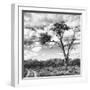 Awesome South Africa Collection Square - Safari Road B&W-Philippe Hugonnard-Framed Photographic Print
