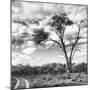 Awesome South Africa Collection Square - Safari Road B&W-Philippe Hugonnard-Mounted Photographic Print