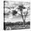 Awesome South Africa Collection Square - Safari Road B&W-Philippe Hugonnard-Stretched Canvas