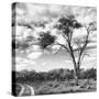 Awesome South Africa Collection Square - Safari Road B&W-Philippe Hugonnard-Stretched Canvas