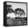 Awesome South Africa Collection Square - Safari Road-Philippe Hugonnard-Framed Stretched Canvas