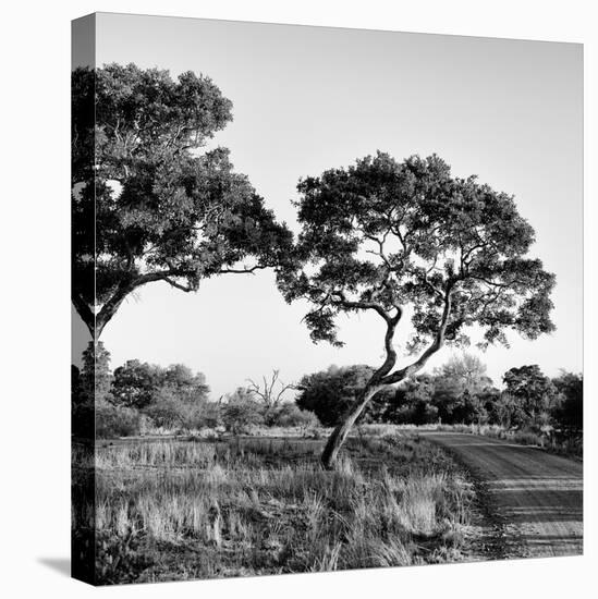 Awesome South Africa Collection Square - Safari Road-Philippe Hugonnard-Stretched Canvas
