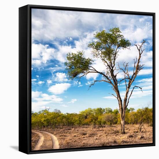 Awesome South Africa Collection Square - Safari Road-Philippe Hugonnard-Framed Stretched Canvas