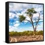 Awesome South Africa Collection Square - Safari Road-Philippe Hugonnard-Framed Stretched Canvas