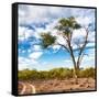 Awesome South Africa Collection Square - Safari Road-Philippe Hugonnard-Framed Stretched Canvas