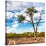 Awesome South Africa Collection Square - Safari Road-Philippe Hugonnard-Stretched Canvas