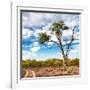 Awesome South Africa Collection Square - Safari Road-Philippe Hugonnard-Framed Photographic Print