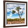 Awesome South Africa Collection Square - Safari Road-Philippe Hugonnard-Framed Photographic Print