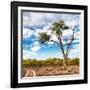 Awesome South Africa Collection Square - Safari Road-Philippe Hugonnard-Framed Photographic Print