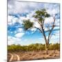 Awesome South Africa Collection Square - Safari Road-Philippe Hugonnard-Mounted Photographic Print