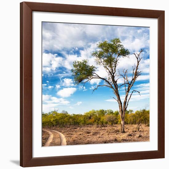 Awesome South Africa Collection Square - Safari Road-Philippe Hugonnard-Framed Photographic Print