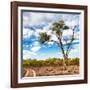 Awesome South Africa Collection Square - Safari Road-Philippe Hugonnard-Framed Photographic Print