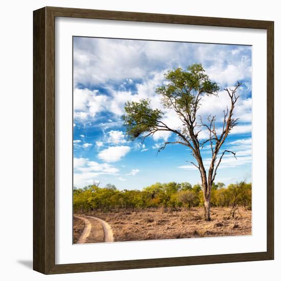 Awesome South Africa Collection Square - Safari Road-Philippe Hugonnard-Framed Photographic Print