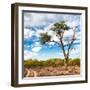 Awesome South Africa Collection Square - Safari Road-Philippe Hugonnard-Framed Photographic Print