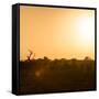 Awesome South Africa Collection Square - Safari Sunrise II-Philippe Hugonnard-Framed Stretched Canvas
