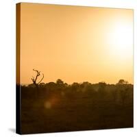 Awesome South Africa Collection Square - Safari Sunrise II-Philippe Hugonnard-Stretched Canvas