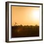 Awesome South Africa Collection Square - Safari Sunrise II-Philippe Hugonnard-Framed Photographic Print