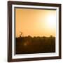 Awesome South Africa Collection Square - Safari Sunrise II-Philippe Hugonnard-Framed Photographic Print