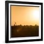 Awesome South Africa Collection Square - Safari Sunrise II-Philippe Hugonnard-Framed Photographic Print