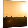 Awesome South Africa Collection Square - Safari Sunrise II-Philippe Hugonnard-Mounted Photographic Print