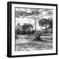 Awesome South Africa Collection Square - Savanna Landscape B&W-Philippe Hugonnard-Framed Photographic Print