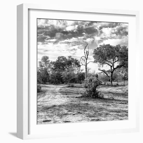 Awesome South Africa Collection Square - Savanna Landscape B&W-Philippe Hugonnard-Framed Photographic Print