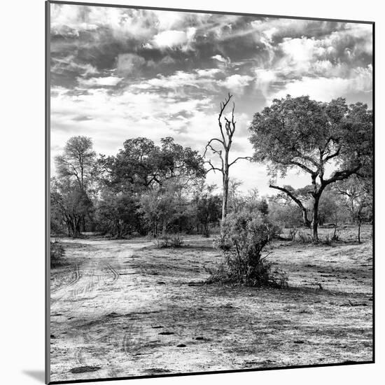 Awesome South Africa Collection Square - Savanna Landscape B&W-Philippe Hugonnard-Mounted Photographic Print