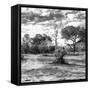 Awesome South Africa Collection Square - Savanna Landscape B&W-Philippe Hugonnard-Framed Stretched Canvas