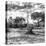 Awesome South Africa Collection Square - Savanna Landscape B&W-Philippe Hugonnard-Stretched Canvas