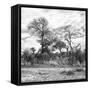 Awesome South Africa Collection Square - Savanna Landscape II B&W-Philippe Hugonnard-Framed Stretched Canvas