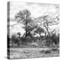 Awesome South Africa Collection Square - Savanna Landscape II B&W-Philippe Hugonnard-Stretched Canvas
