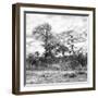 Awesome South Africa Collection Square - Savanna Landscape II B&W-Philippe Hugonnard-Framed Photographic Print